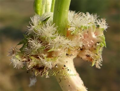  Inflorescence-Head with female flowers-See white fimbriate stigmas